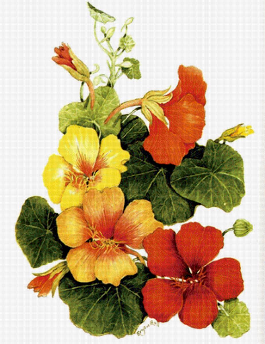 Настурция - цветы - предпросмотр