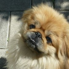 Схема вышивки «пикинес»