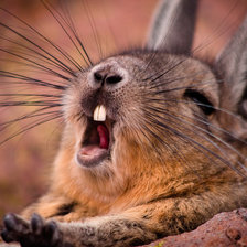 Схема вышивки «белка»