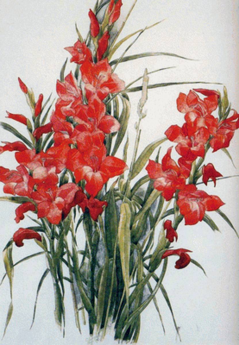 Гладиолусы - гладиолусы, цветы - предпросмотр