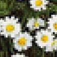 Предпросмотр схемы вышивки «Худ. Деревенчук Вл. Ромашки» (№1781485)