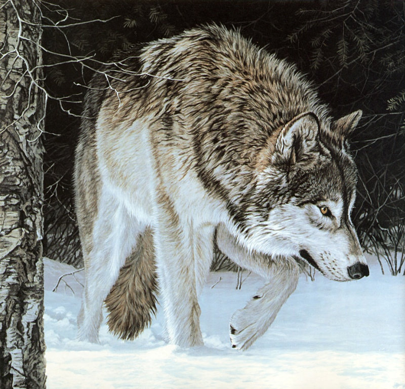 Волк - животные, звери - оригинал