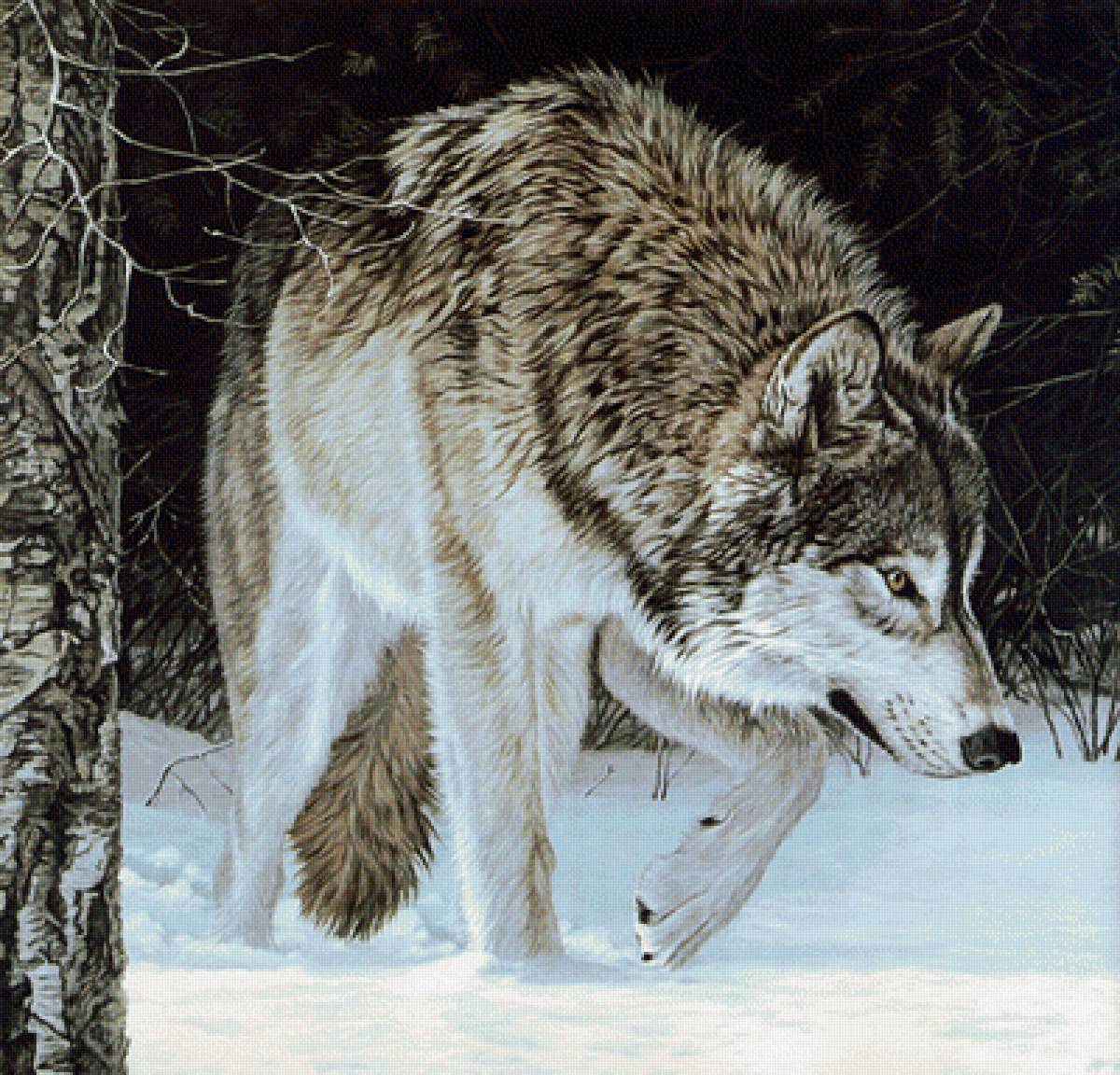 Волк - животные, звери - предпросмотр