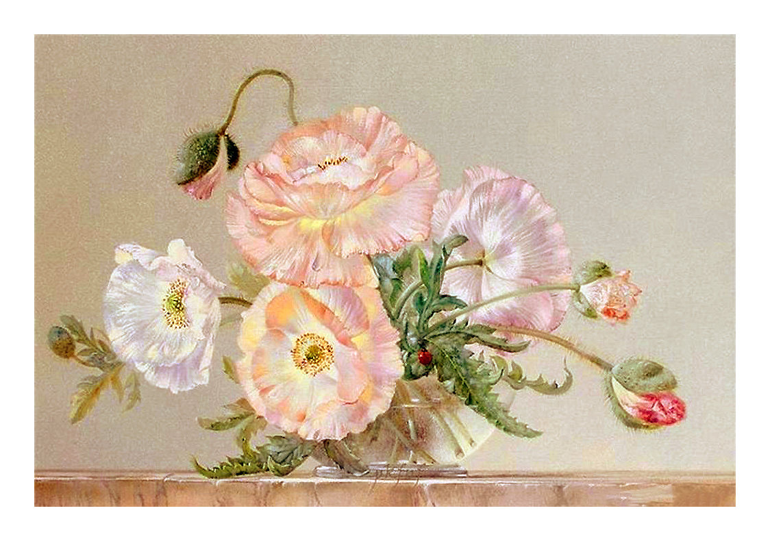 Серия "Маки". - маки, флора, букет, цветы - оригинал