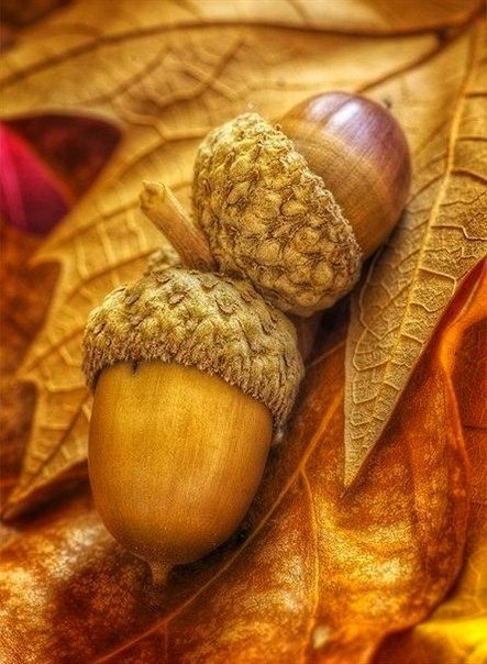 Жёлуди - оригинал