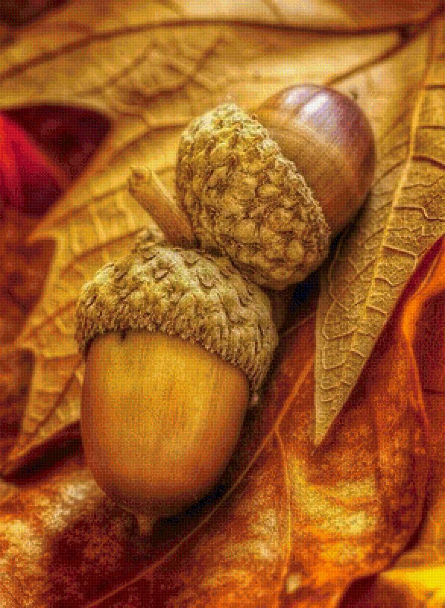 Жёлуди - предпросмотр