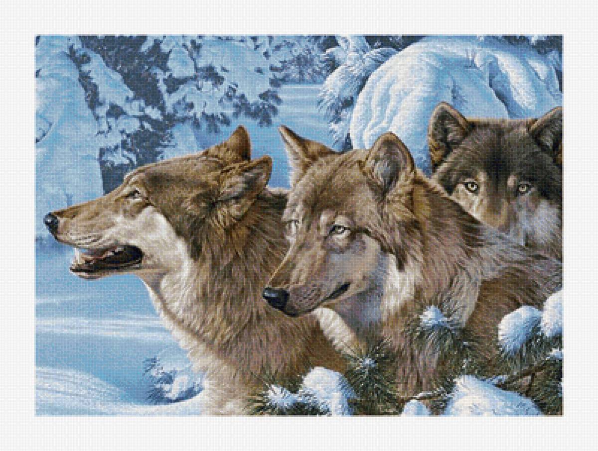 Серия "Хищники". Волки - волки, хищники, животные - предпросмотр