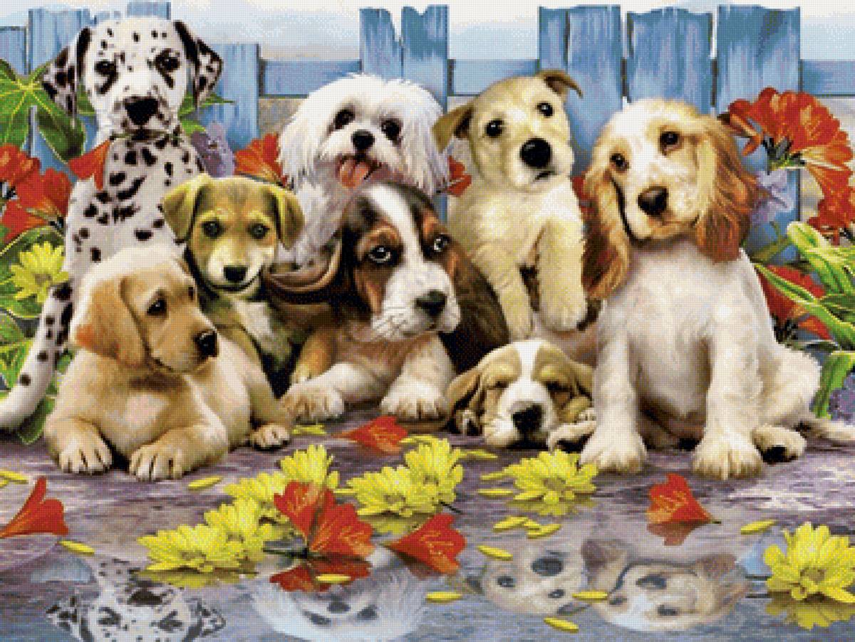 собаки - собаки - предпросмотр