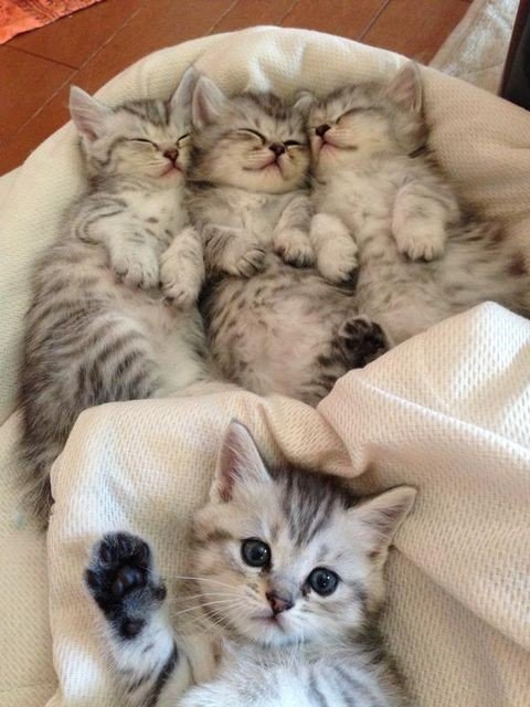 №1783236 - оригинал