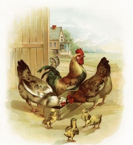 Куры и цыплята - цыплята, куры, птицы, сельская местность - оригинал