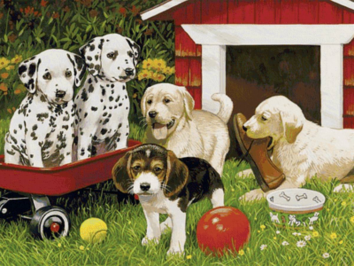 собаки - собаки - предпросмотр