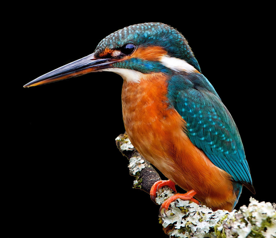 зимородок 150 клеток - оригинал