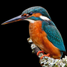 зимородок 100 клет 18 цвет