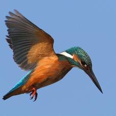 зимородок летит - оригинал