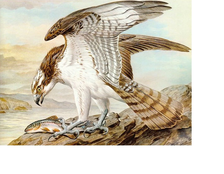 добыча - птицы, рыба, охота, ястреб - оригинал