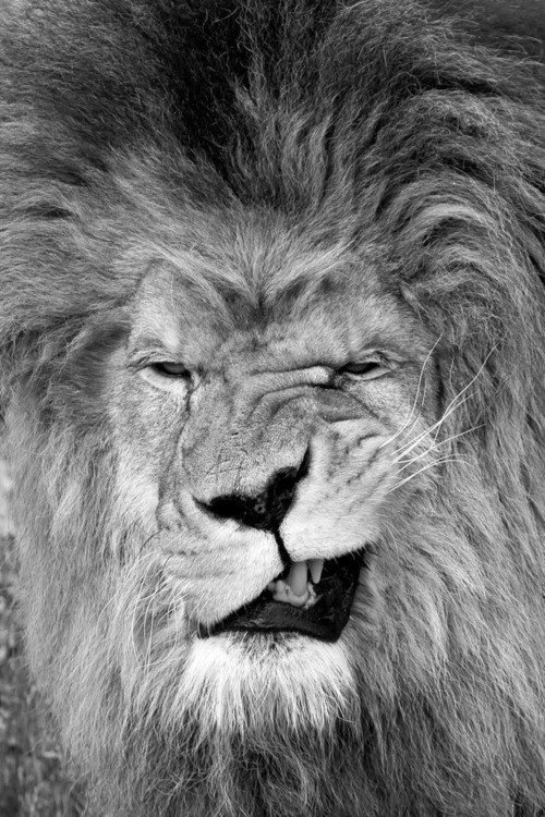 Лёва - звери, животные - оригинал