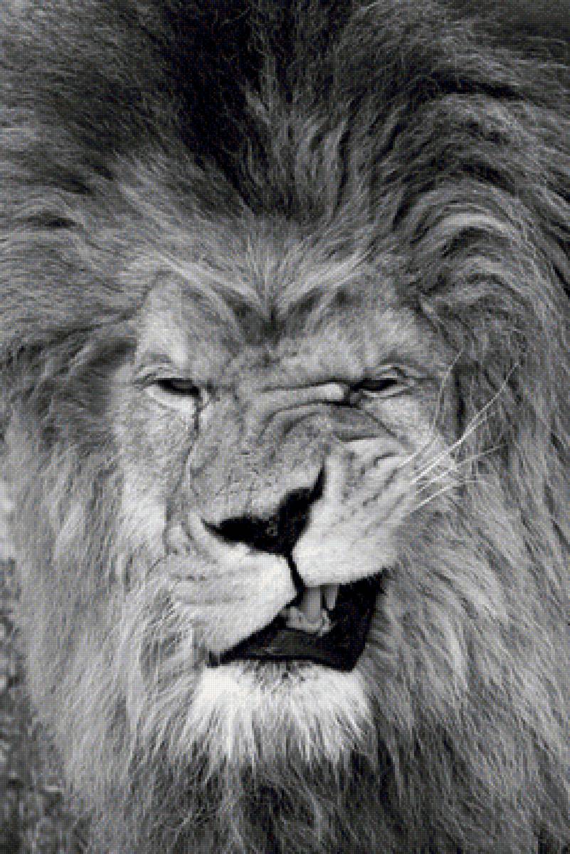 Лёва - звери, животные - предпросмотр