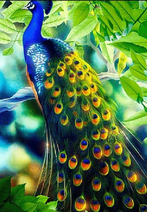 Павлин - птицы - оригинал