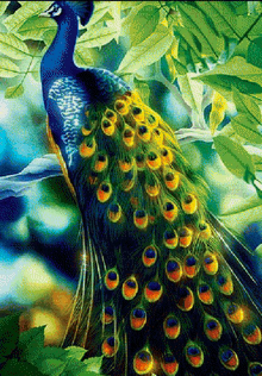 Павлин - птицы - предпросмотр