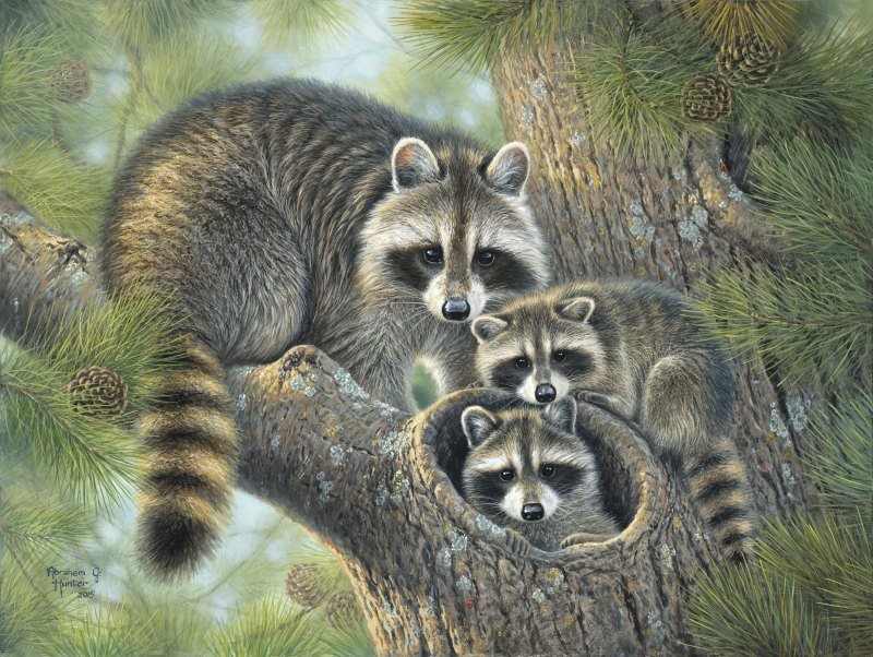Семья енотов - шишки, природа, сосна, енот - оригинал