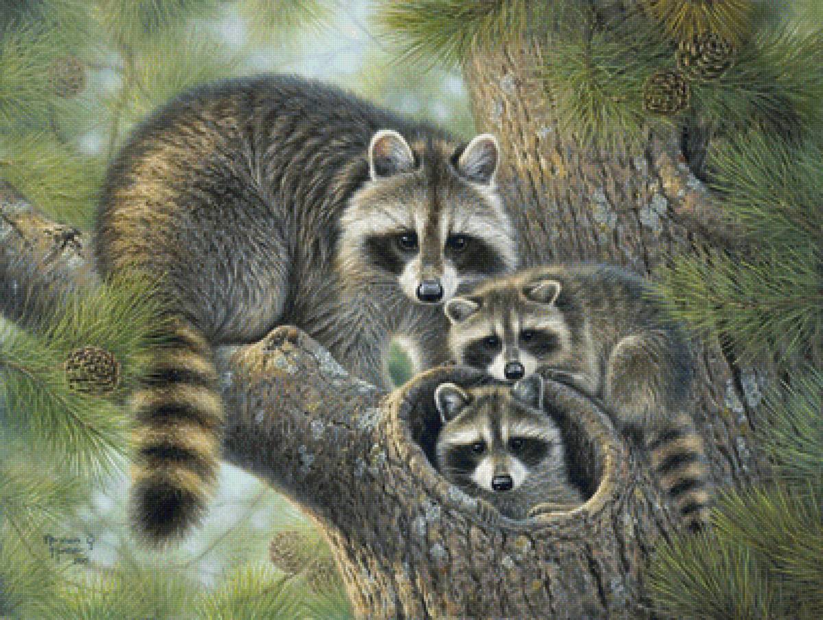 Семья енотов - шишки, сосна, енот, природа - предпросмотр