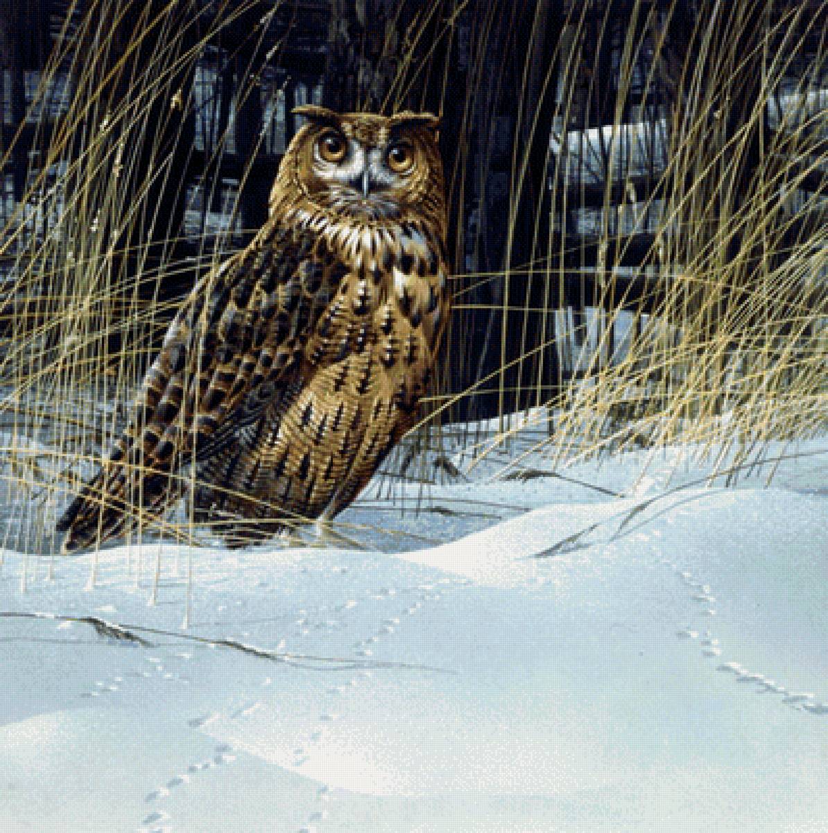 Филин - зима, снег, птицы - предпросмотр