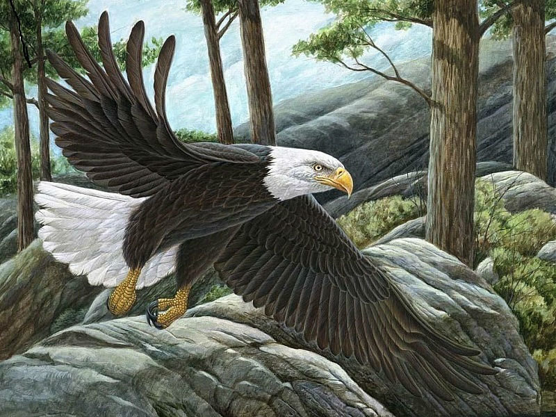 Белоголовый орлан - птицы - оригинал