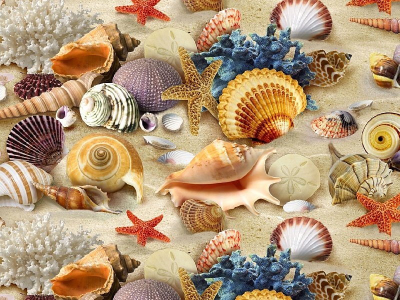 Дары моря и времени - звезды, морские раковины, кораллы - оригинал