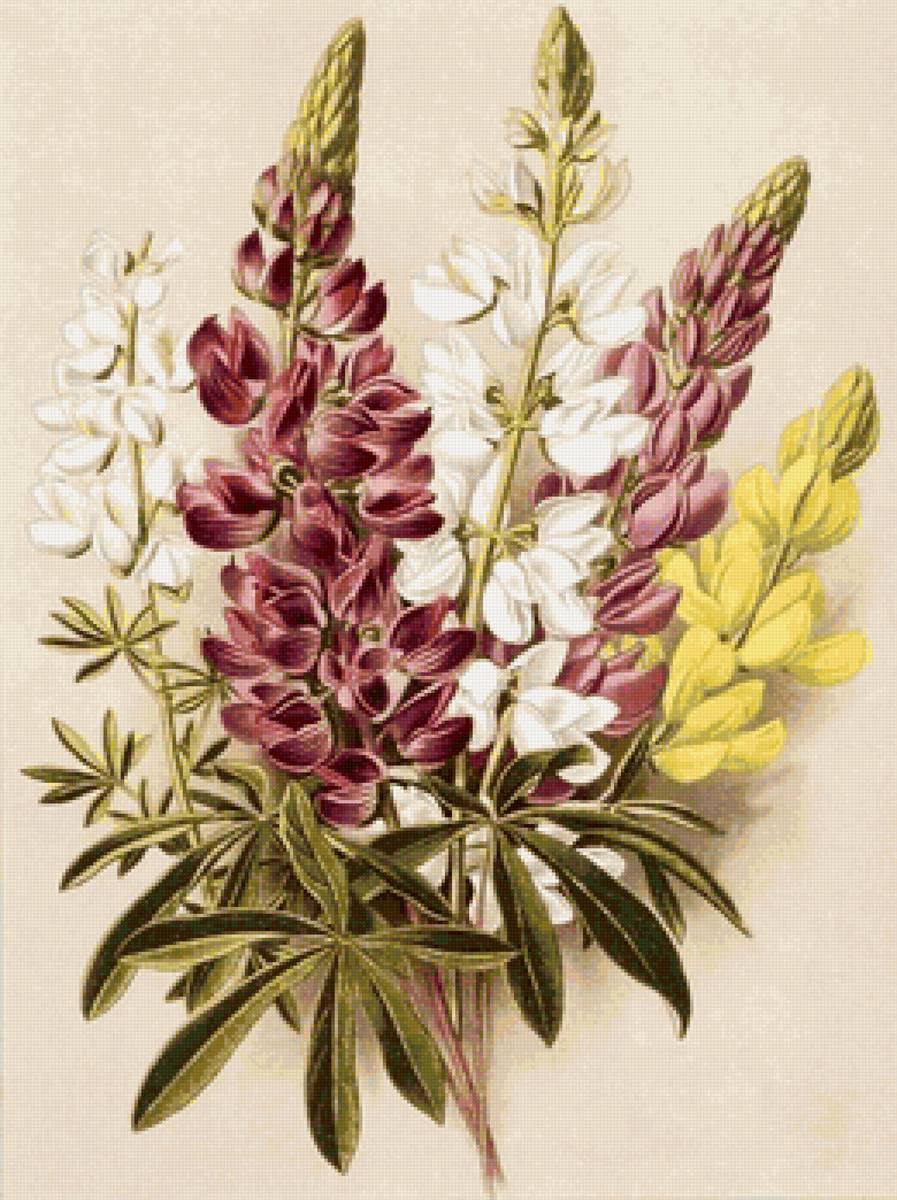 Люпины - цветы, букет, люпины - предпросмотр