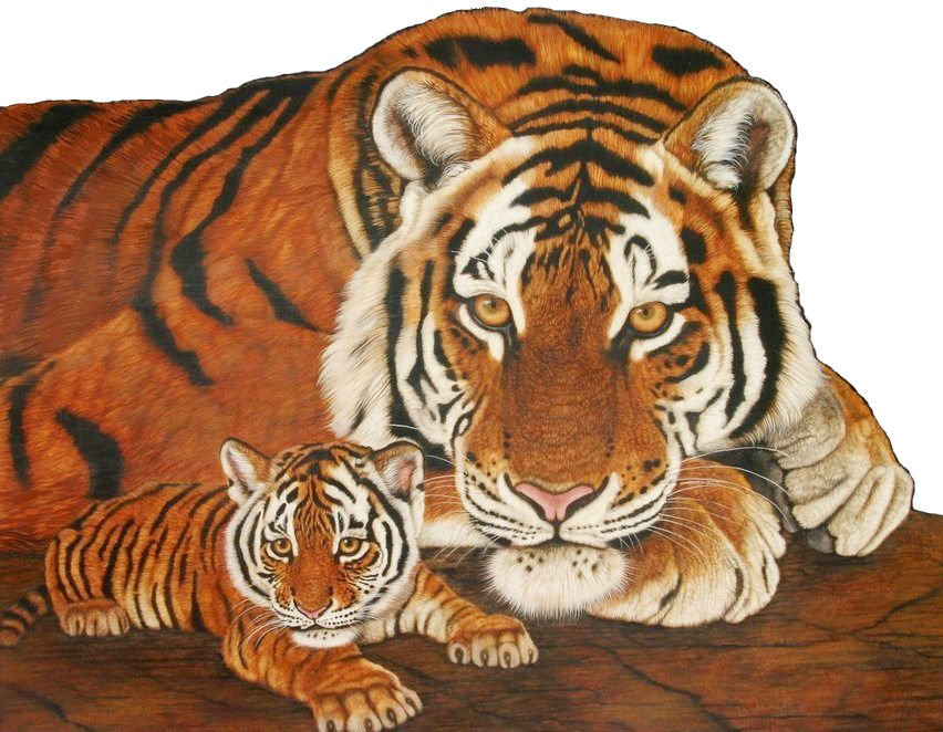 Тигры - звери, животные - оригинал