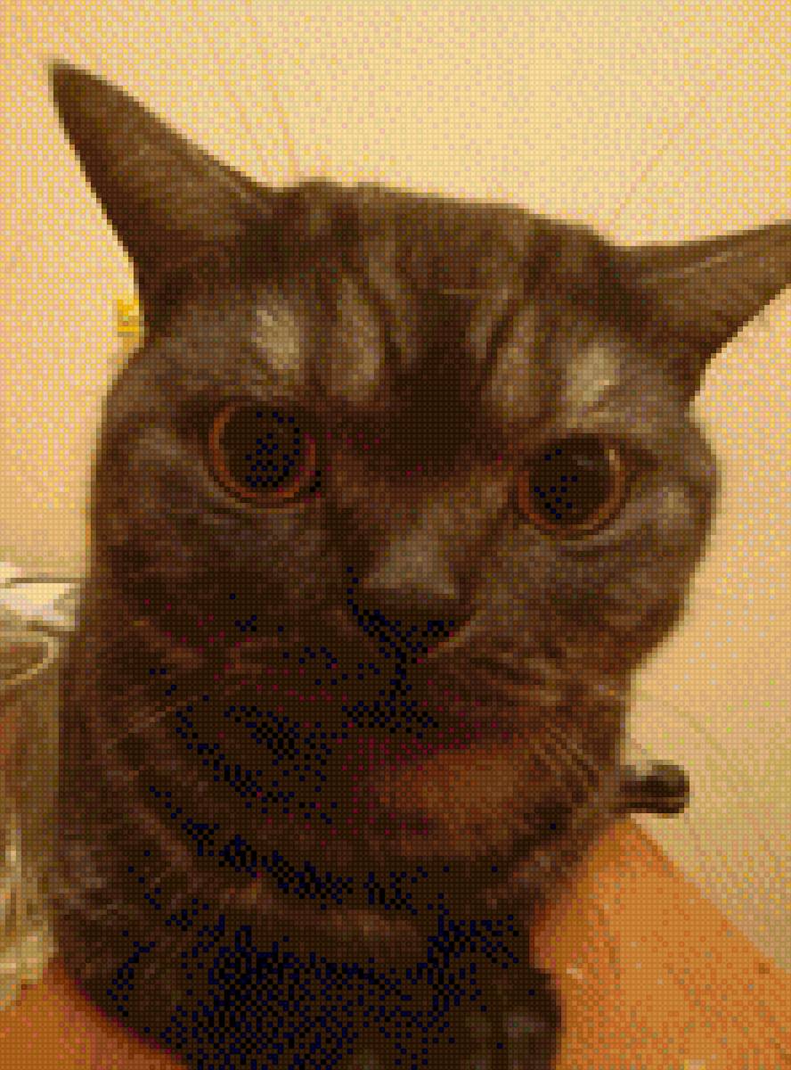 Котик - фото, кот - предпросмотр