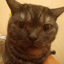 Схема вышивки «Котик»