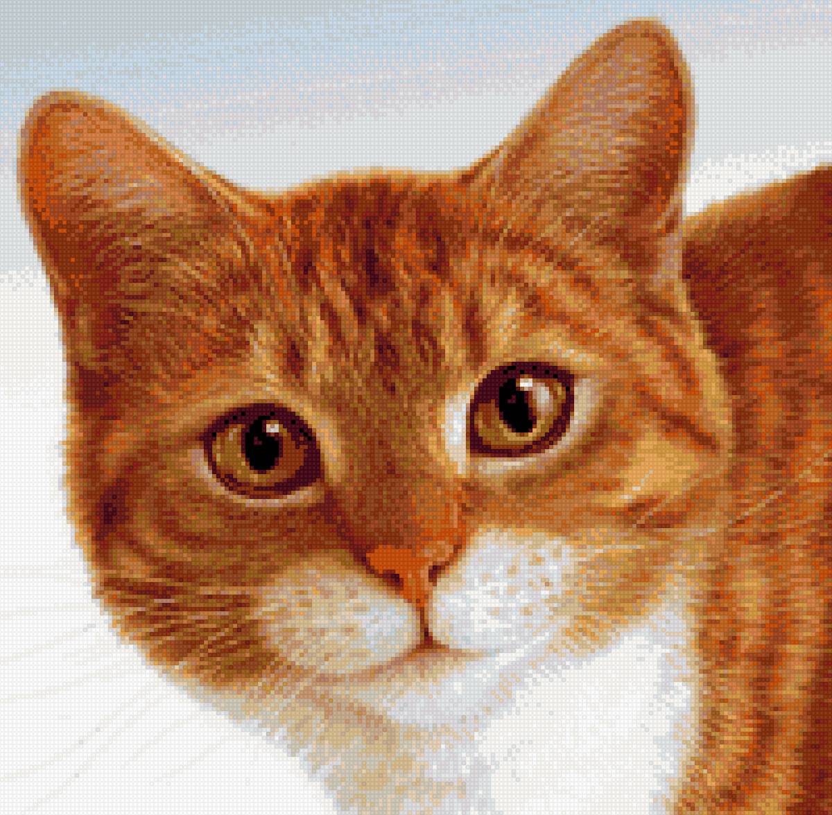 кот - рыжий - предпросмотр