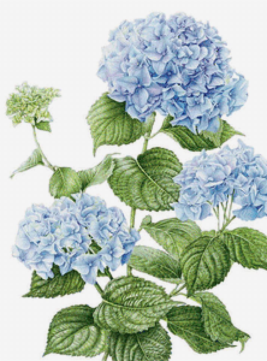 Гортензия - голубые цветы, цветы - предпросмотр
