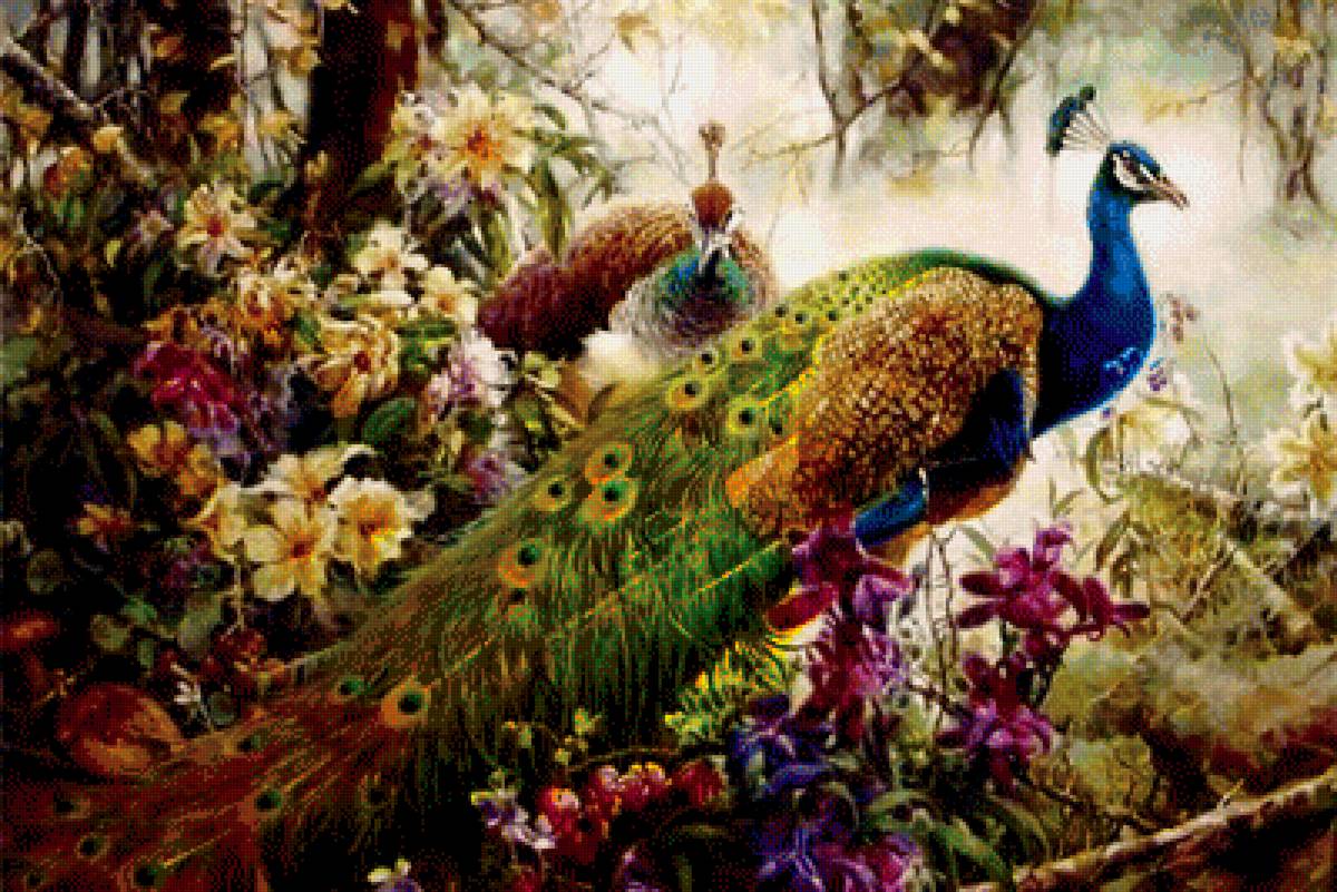 павлины - предпросмотр