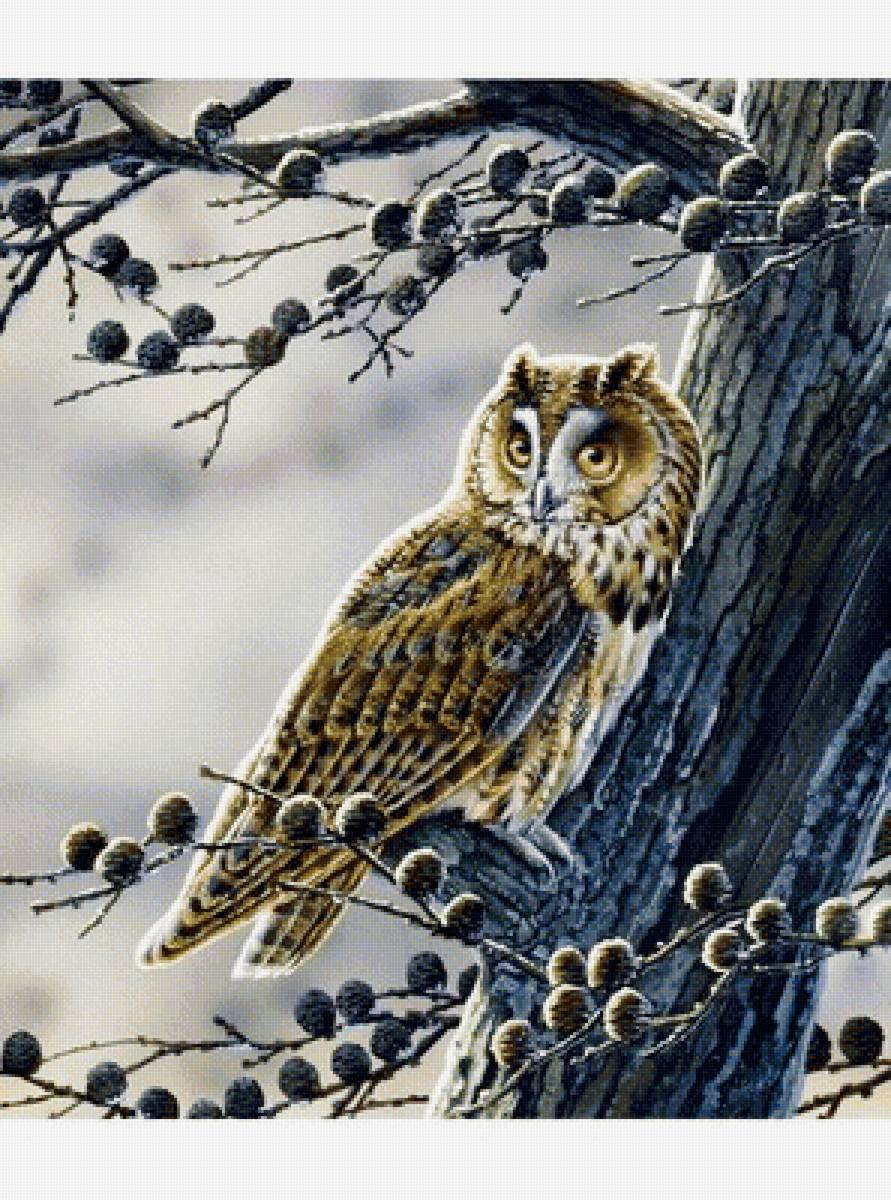 Филин - птицы на дереве, птицы - предпросмотр