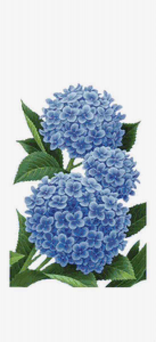 Гортензия - цветы - предпросмотр