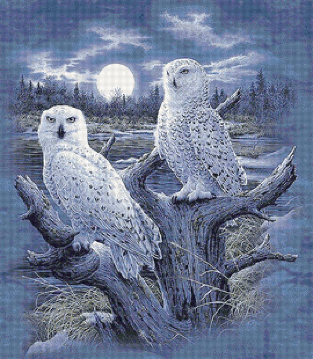 Полярная ночь - птицы, зима, совы - предпросмотр