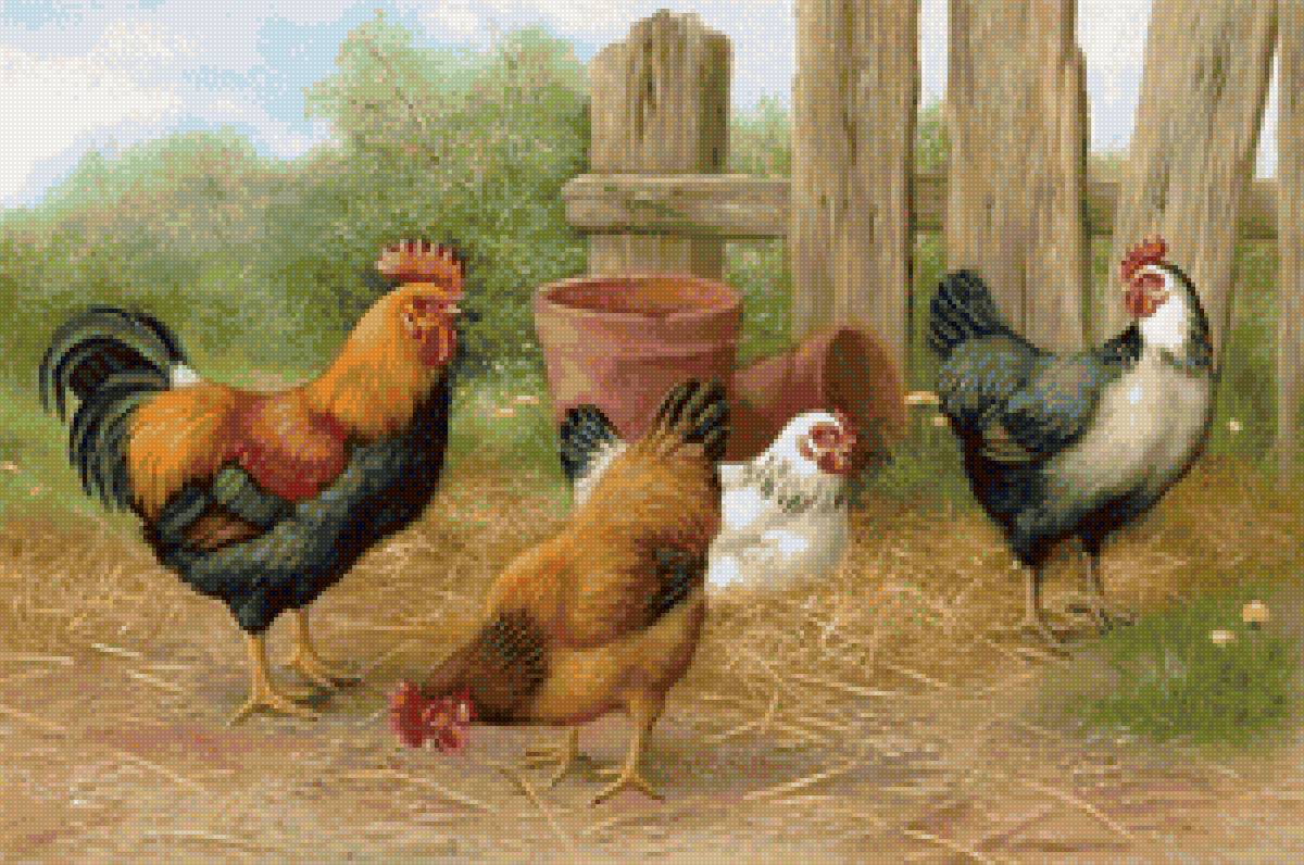 Птичий двор - куры, птицы, петухи - предпросмотр