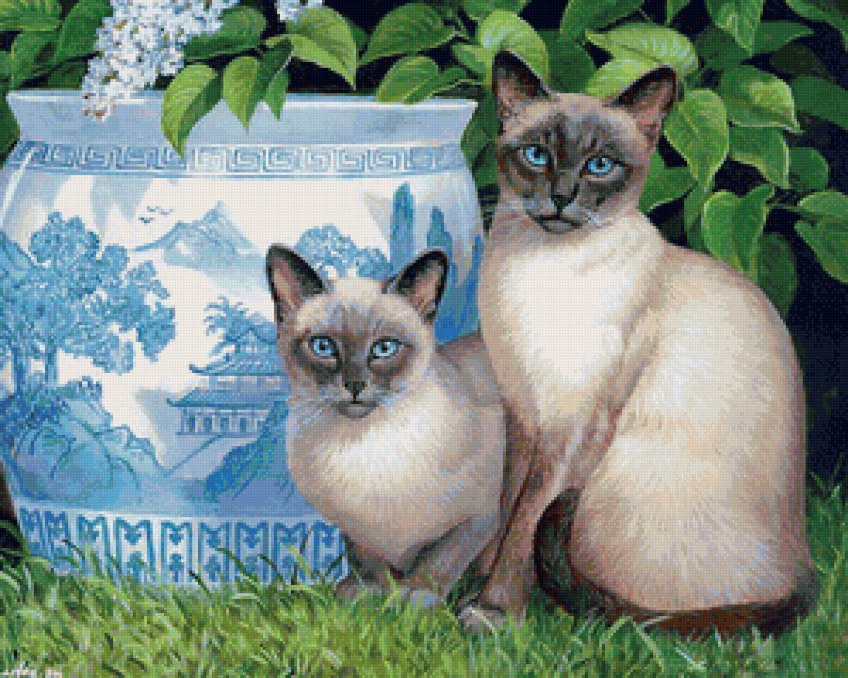 Сиамские кошки - природа, животные, кошки - предпросмотр