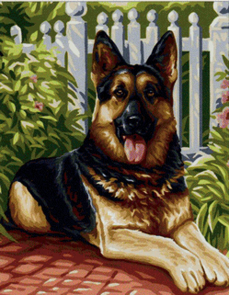 Овчарка в саду - овчарка, сад, собака, яркая, цветы - предпросмотр