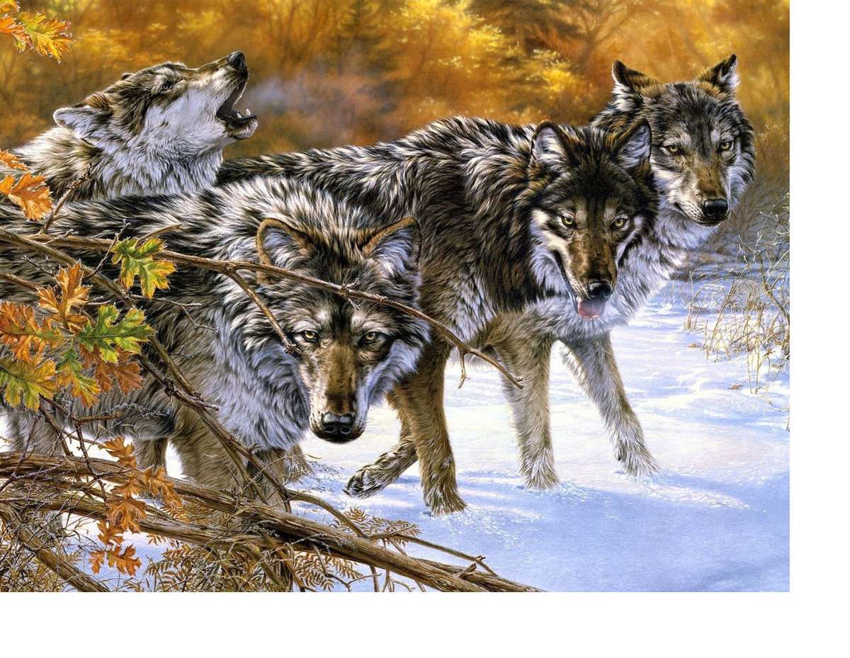 Волки - животные, звери - оригинал