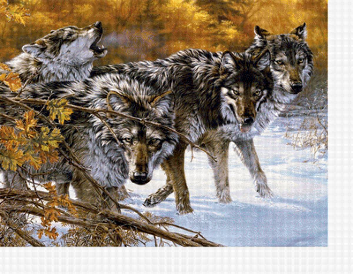 Волки - животные, звери - предпросмотр