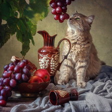 Схема вышивки «zátišie,mačka»