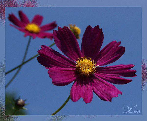 космея (маленькая) - природа, цветы - оригинал