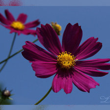 космея (маленькая)