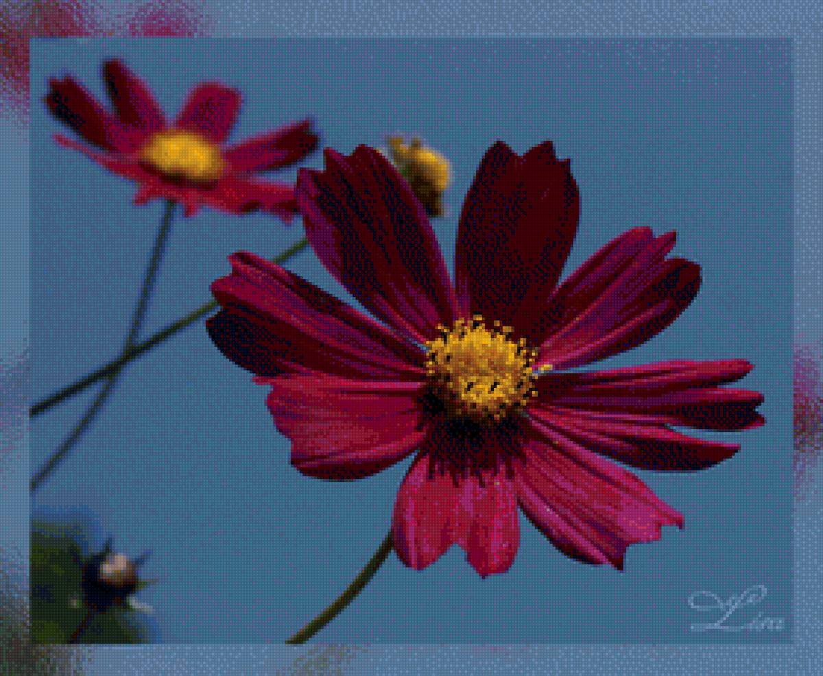 космея (280х230) - природа, цветы - предпросмотр