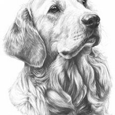 Схема вышивки «золотистый ретри»