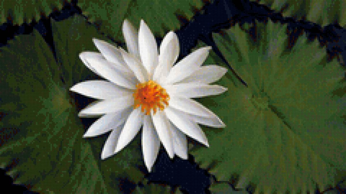 Белый лотос - лотос, вода, природа, цветок - предпросмотр