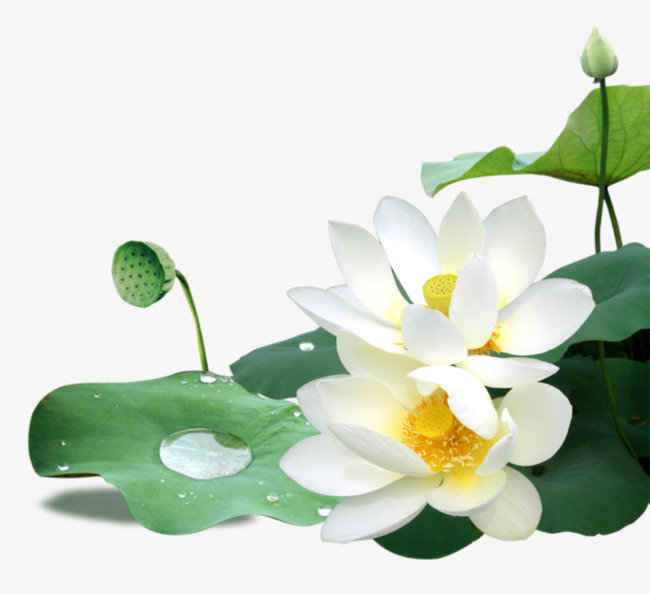 два лотоса - природа, цветы, лотосы, вода - оригинал